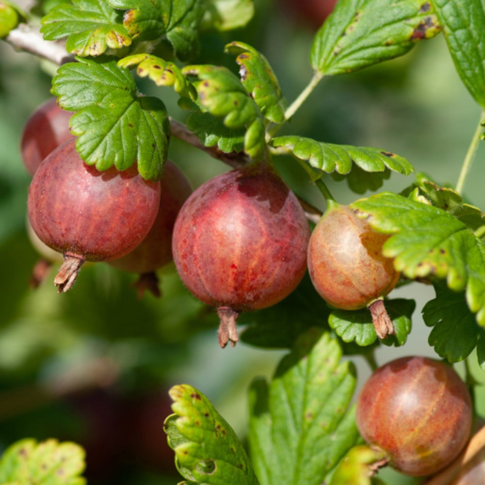 Groseillier à maquereaux Captivator - Ribes uva-crispa Captivator - Bakker