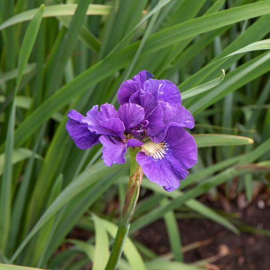 Iris sibirica Kaboom - Bakker