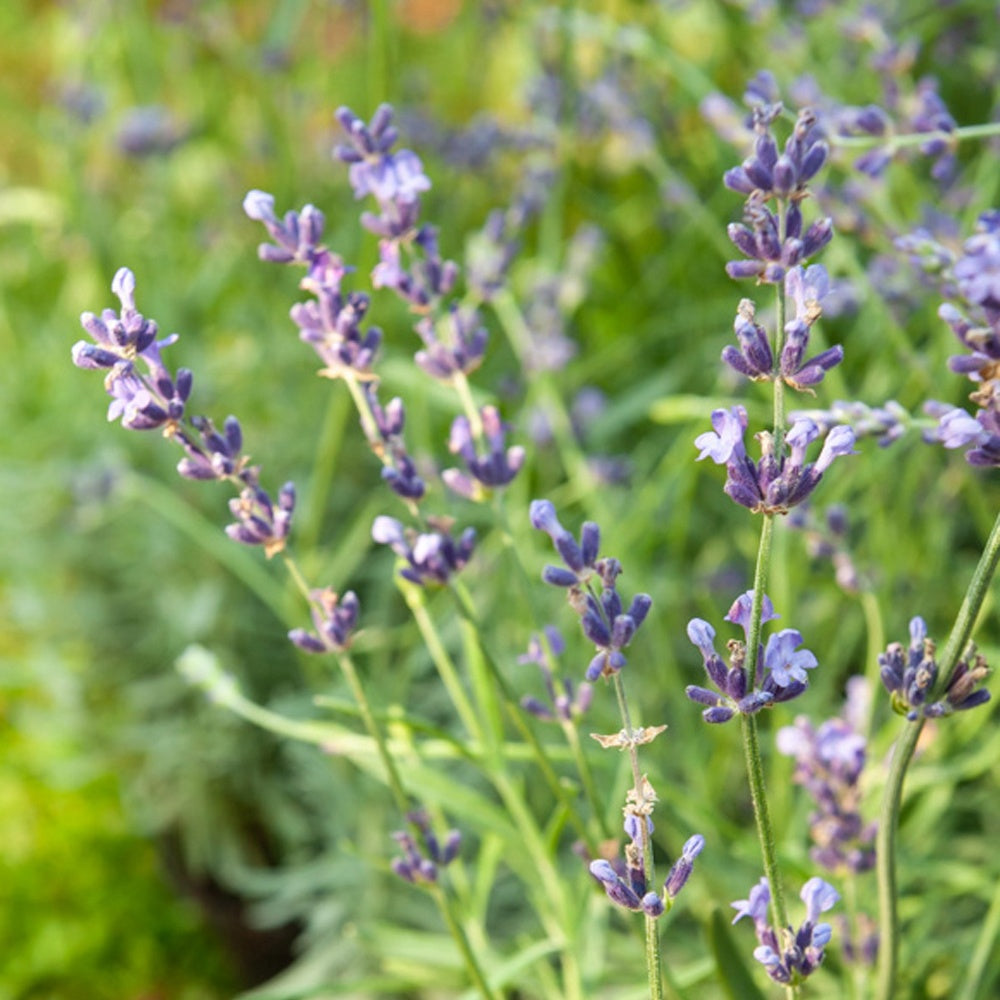 Lavande vraie Munstead - Lavandula angustifolia 'munstead' - Bakker