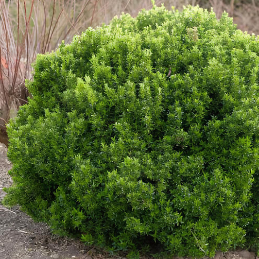 Fusain du Japon Microphyllus - Bakker