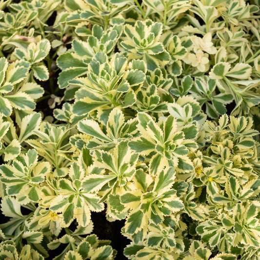Sedum - Orpin panaché Atlantis - Bakker