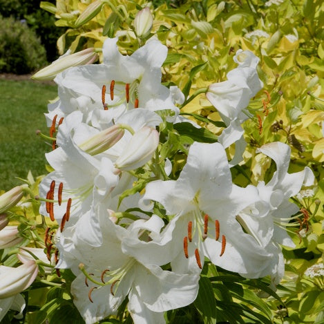 3 Lis orientaux Casa Blanca - Bakker