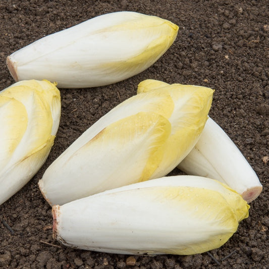 Chicorée Witloof Bingo F1 - Bakker