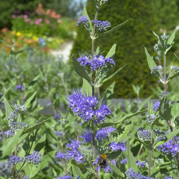 Caryopteris clandonensis Heavenly Blue - Barbe bleue Caryopteris 'Heavenly Blue' - Spirées