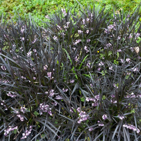 Vente Plantes couvre-sol - Ophiopogon noir Niger