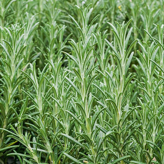Romarin officinale - Bakker