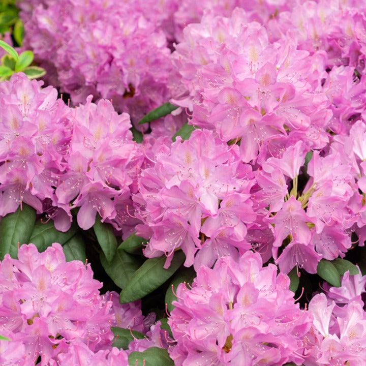Rhododendron roseum Elegans - Rhododendron Roseum Elegans - Rhododendron