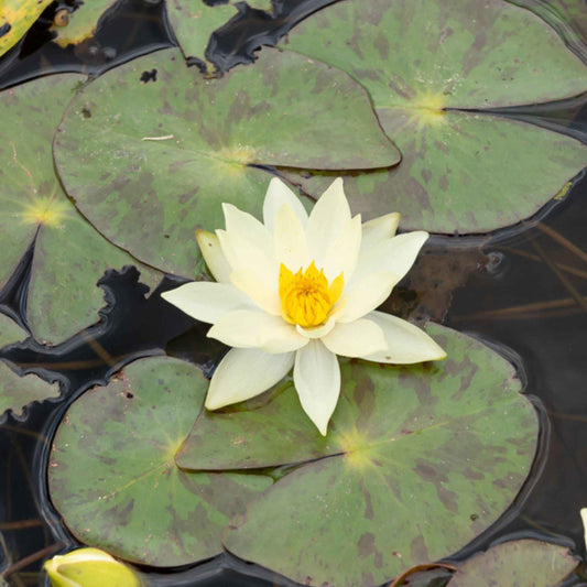 Nénuphar nain 'Pygmaea Helvola' - Bakker.com | France