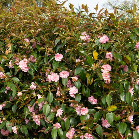Rose du Japon Camellia 'Spring Festival' rose - Camélia hybride Spring Festival - Bakker