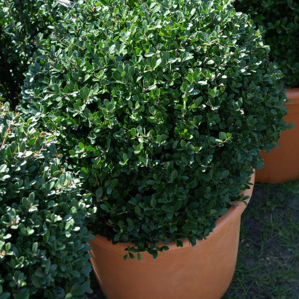 Houx du Japon Ilex crenata De forme sphérique - Ilex crenata Dark Green - Bakker