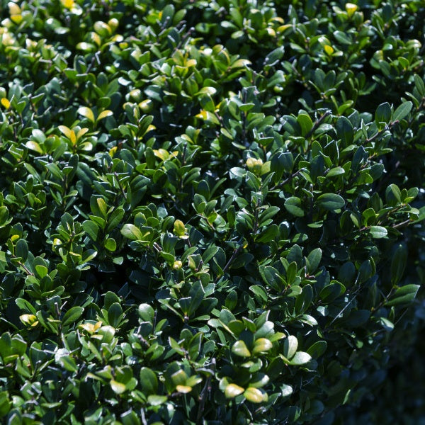 Houx du Japon - Ilex crenata Dark Green - Bakker