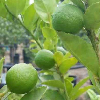 Vente Citron vert - Citrus aurantifolia