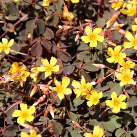3 Oxalis articulata Burgundy yellow - Bakker
