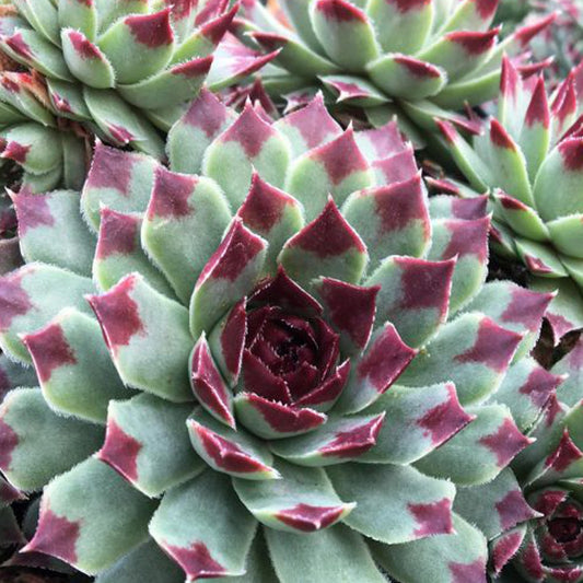 Joubarbe - Chick Charms ® Mint Marvel - Sempervivum - Bakker