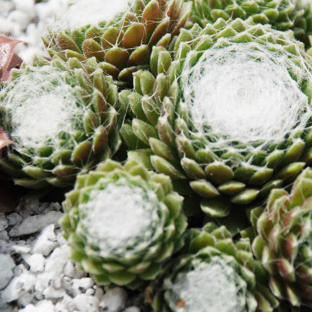Sempervivum - Joubarbe - Joubarbe Chick Charms® - Sempervivum - Sempervivum 'chick charmes'