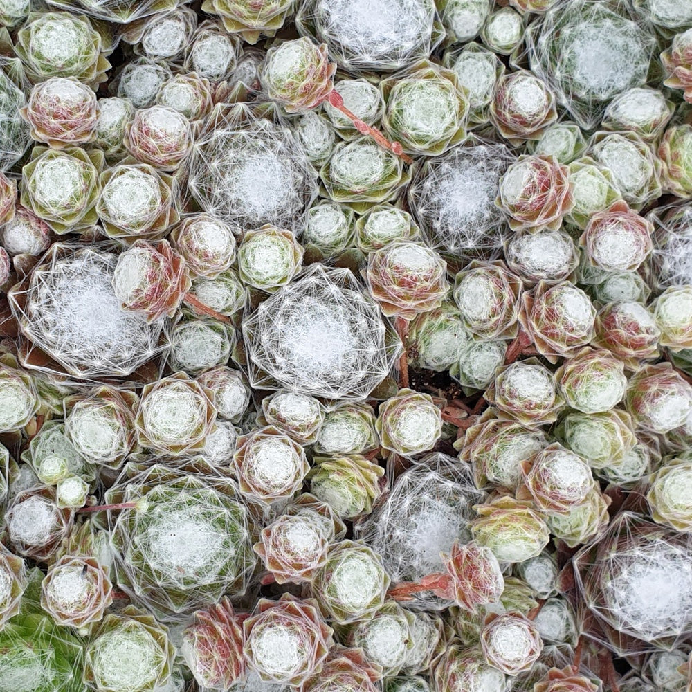 Vente Joubarbe Chick Charms® - Sempervivum - Sempervivum 'chick charmes'