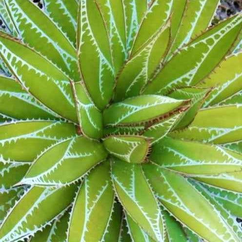 Agave Impressive - Bakker
