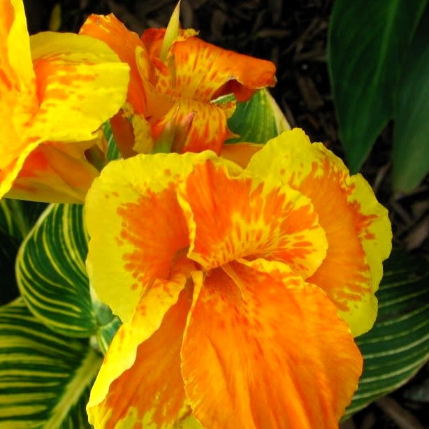 Canna Tropicanna Gold - Canna tropicanna ® gold - Bakker