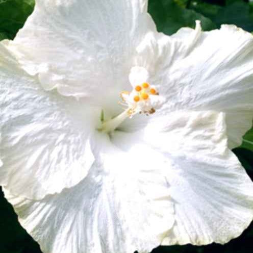 Hibiscus des marais Extreme Pure White - Bakker