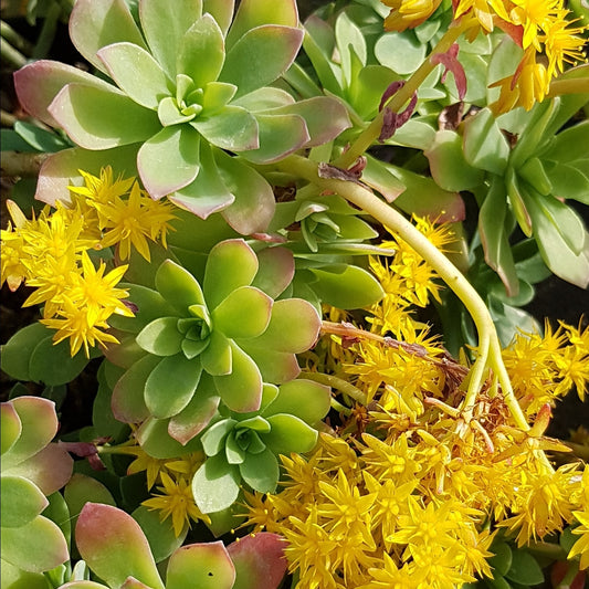 Sedum palmeri - Bakker