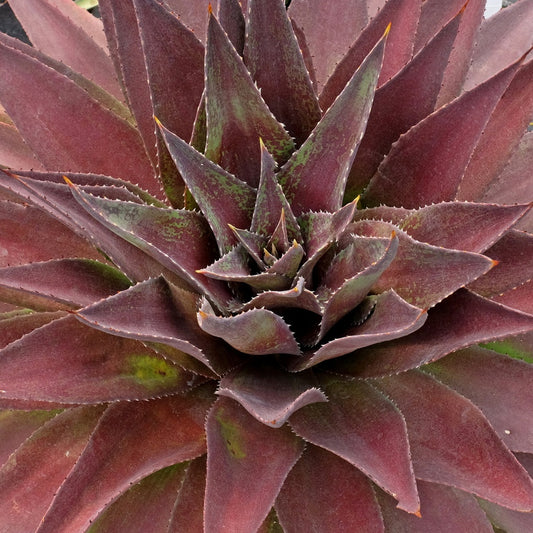 Mangave Redwing ® - Bakker