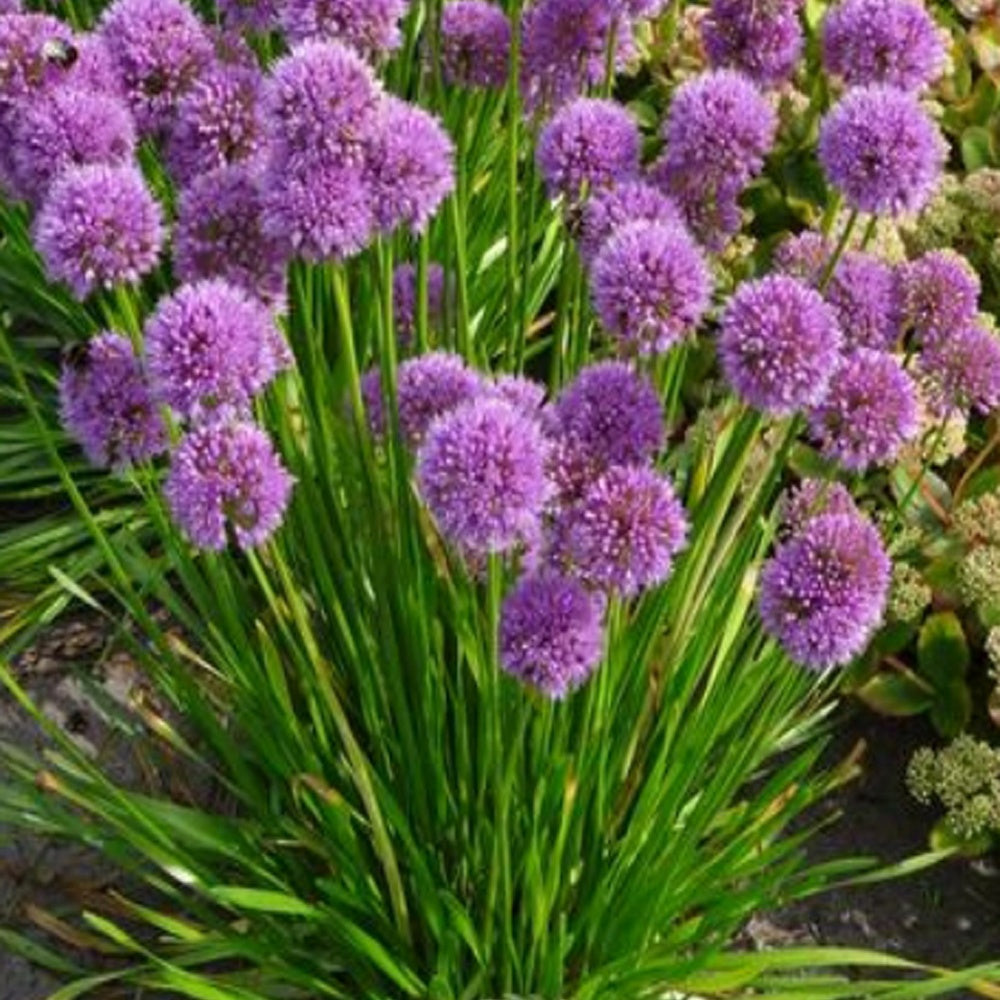 Ail d'ornement Millenium - Allium Millenium - Bakker