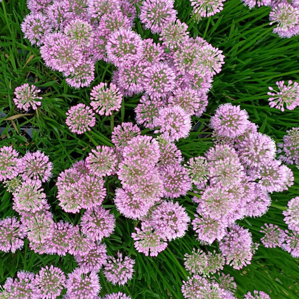 Allium Millenium - Ail d'ornement Millenium - Vivaces fleuries