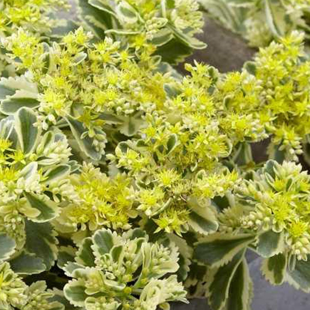 Sedum - Orpin panaché Atlantis - Sedum takesimense 'atlantis' - Bakker