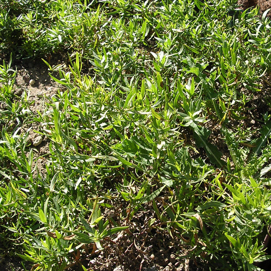 Estragon de Russie - Bakker