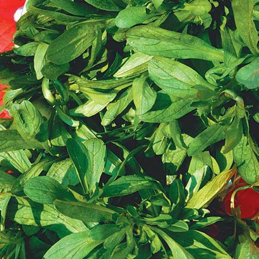 Mâche à grosses graines Bio - Bakker