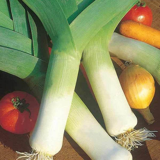 Poireau Monstrueux de Carentan 2 Bio - Bakker