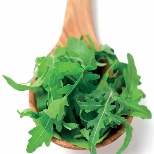 Roquette cultivée Bio - Bakker