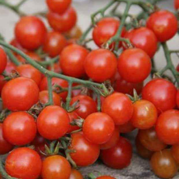 Tomate cerise sweetie BIO - Bakker