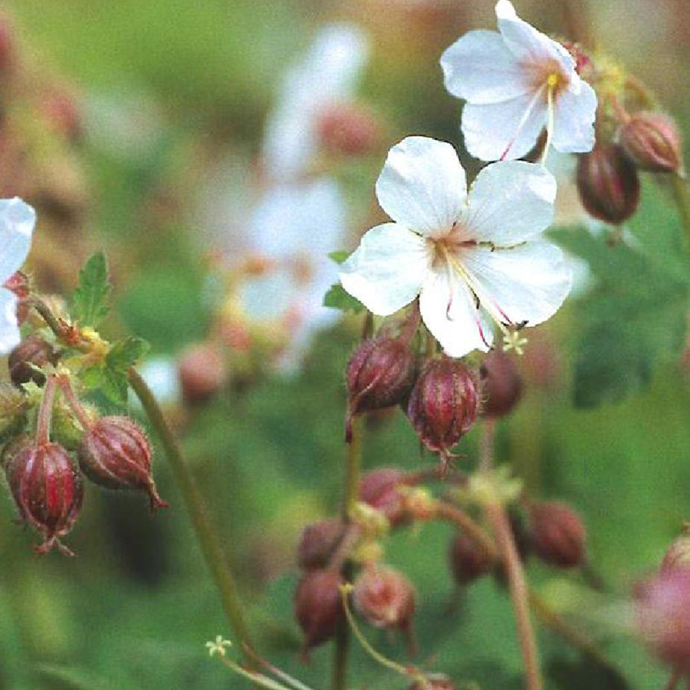 Geranium macrorrhizum Spessart - Géraniums vivaces Spessart - Géraniums