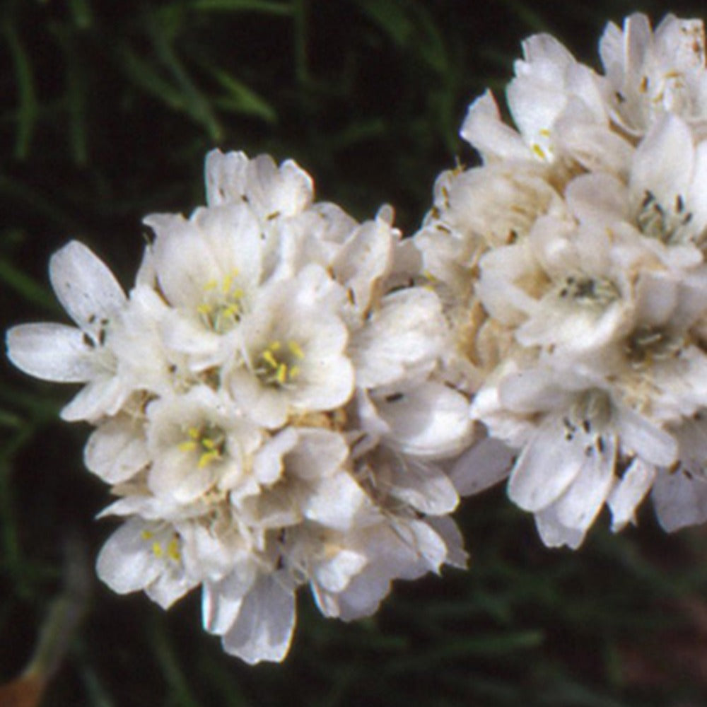 Gazon d'Espagne blanc - Armeria maritima alba - Bakker