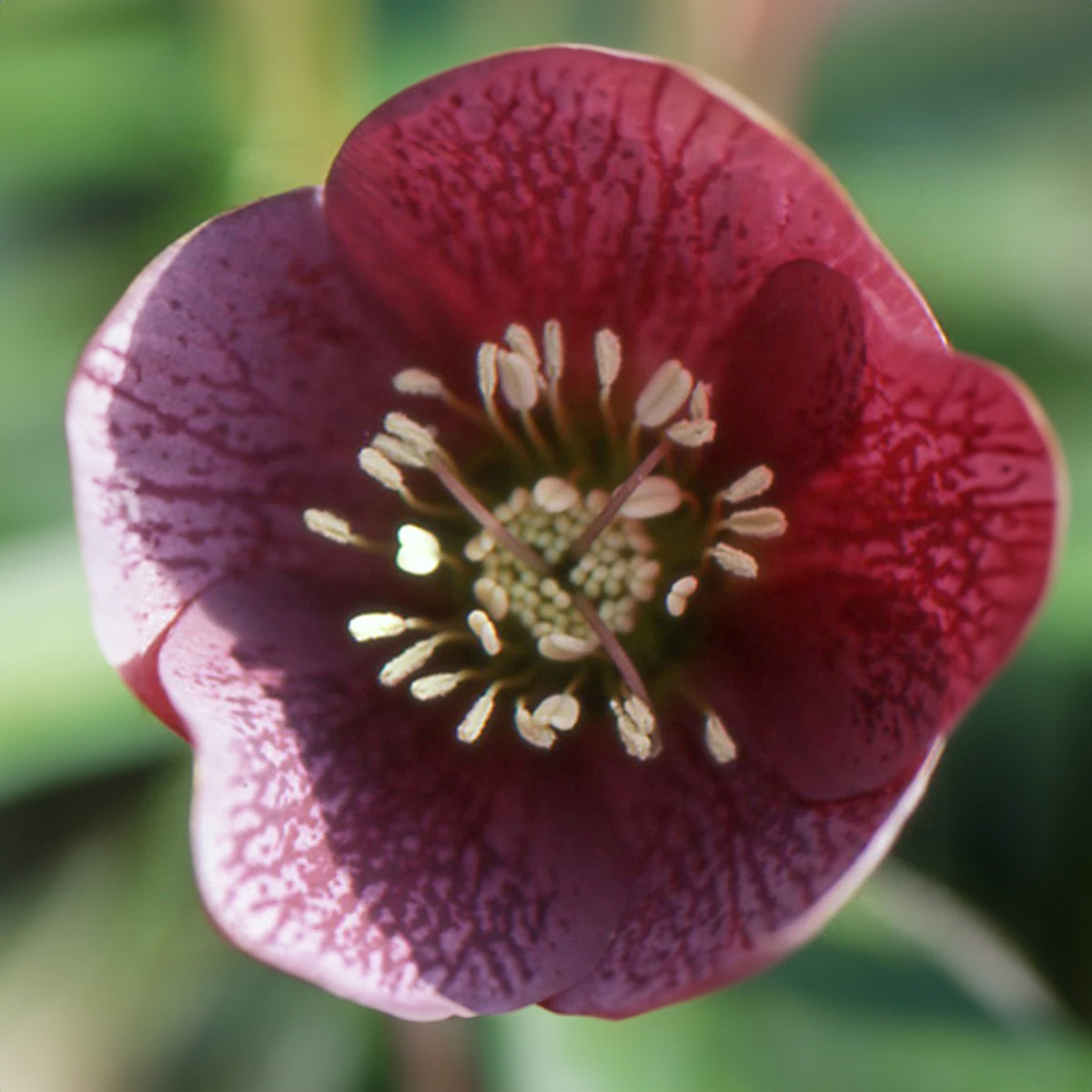 Hellébore d'Orient Red Hybrids - Helleborus orientalis red hybrids - Bakker