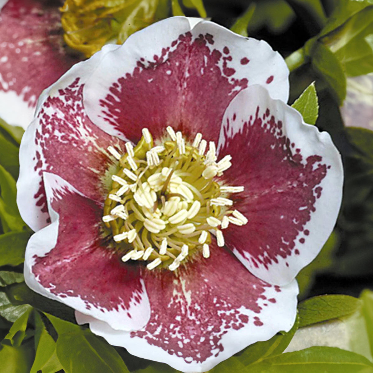 Hellébore d'Orient White Lady Spotted - Helleborus orientalis white lady spotted - Bakker