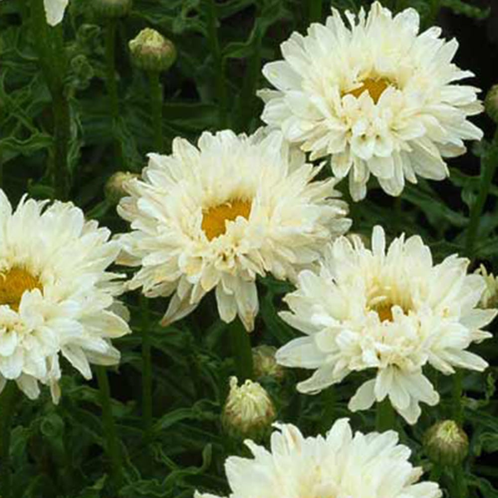 Marguerite d'été Victorian Secret ® - Leucanthemum superbum victorian secret ® - Bakker