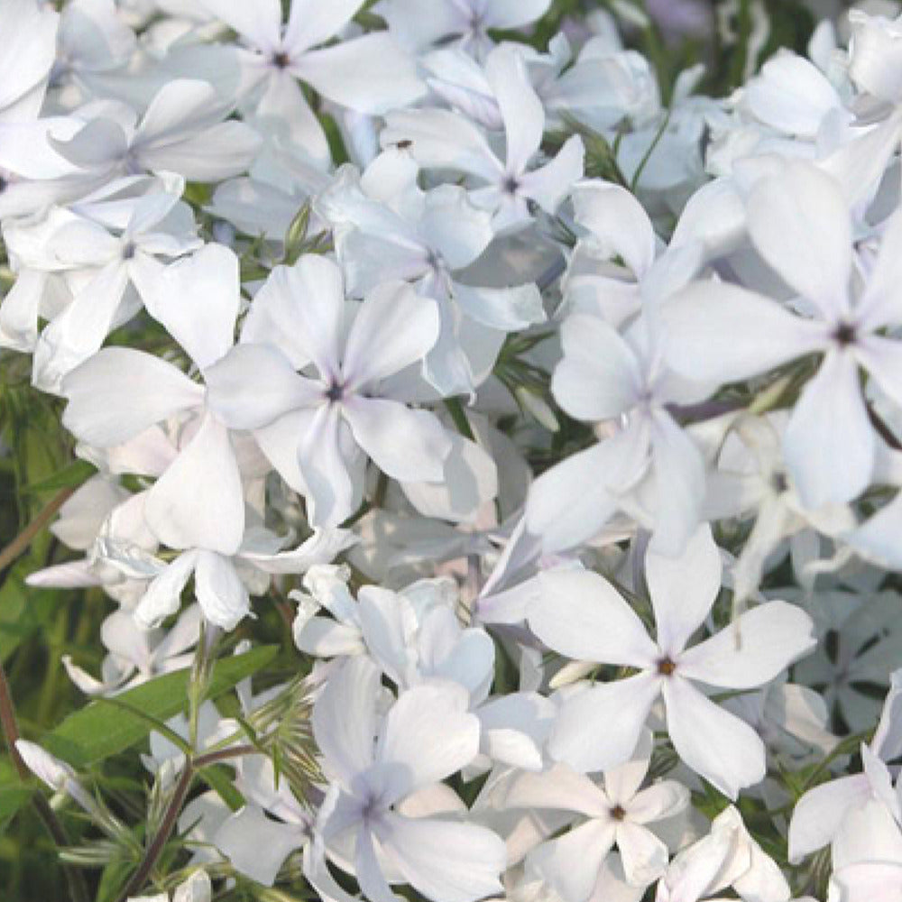 Phlox divaricata May Breeze - Phlox divaricata may breeze - Bakker