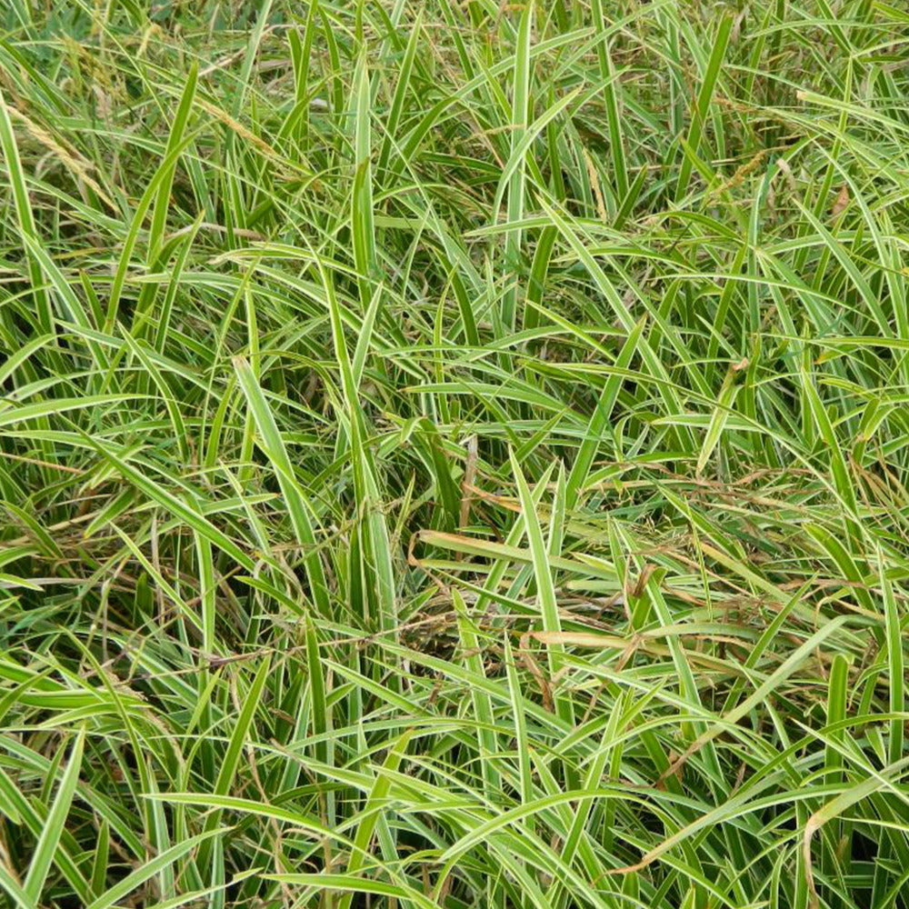 Laîche japonaise Ice Dance - Carex - Bakker