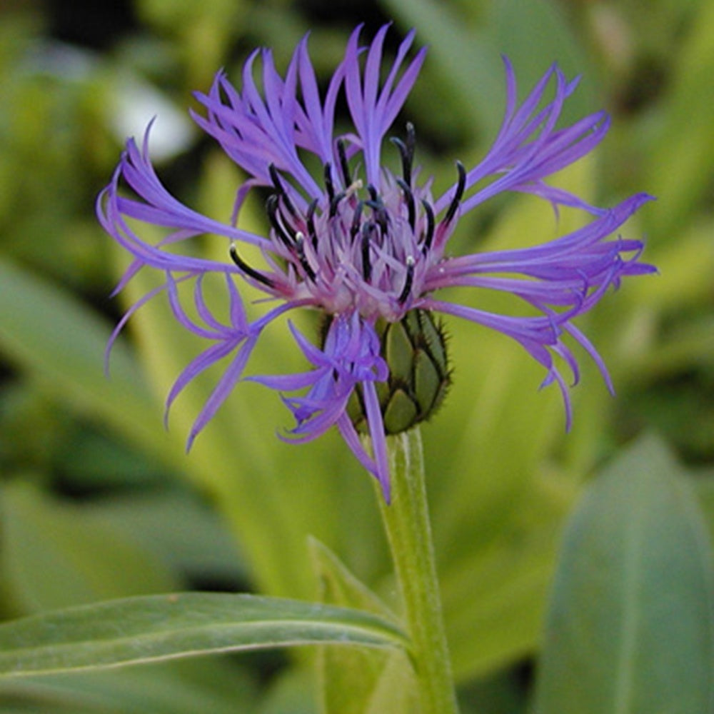 Centaurea montana - Centaurée des montagnes - Centaurée