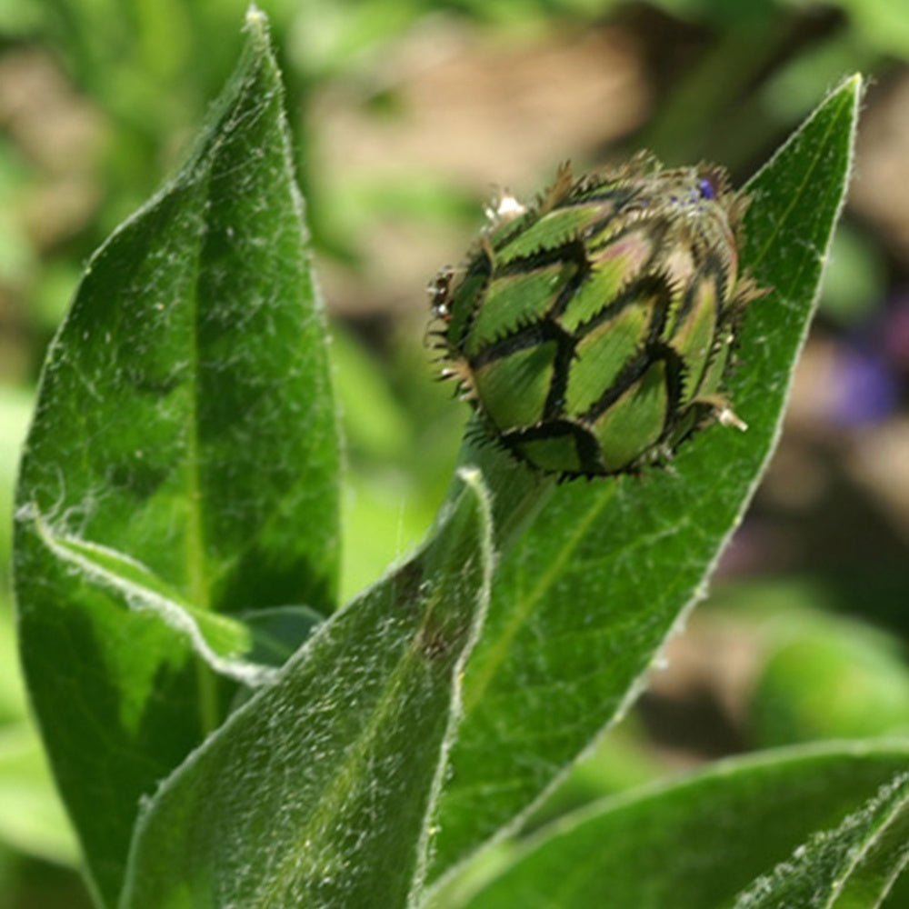 Centaurée des montagnes - Centaurea montana - Bakker