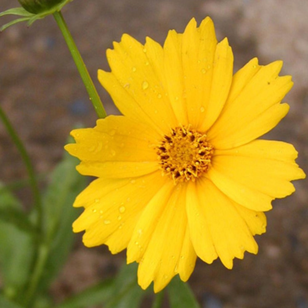 Coreopsis grandiflora Etoile d'Or - Coreopsis grandiflora etoile dor - Bakker