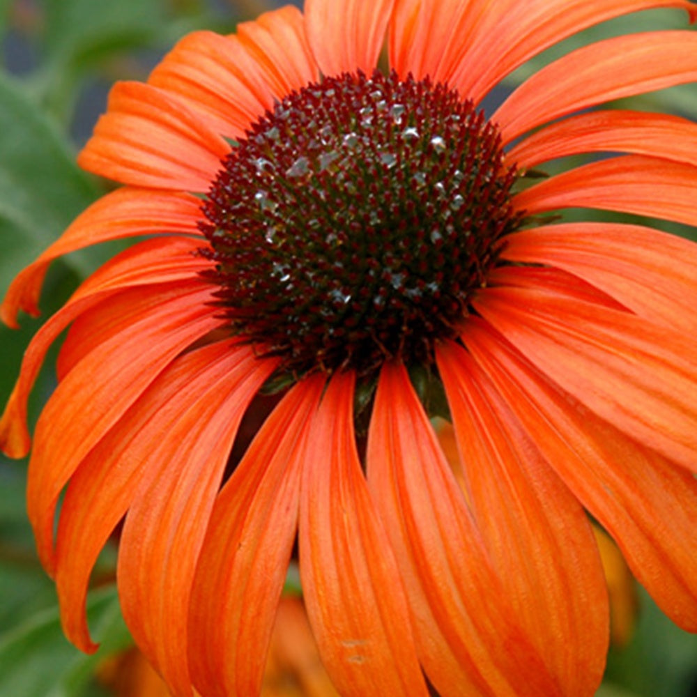 Echinacée Tangerine Dream ® - Echinacea purpurea Tangerine Dream ® - Bakker