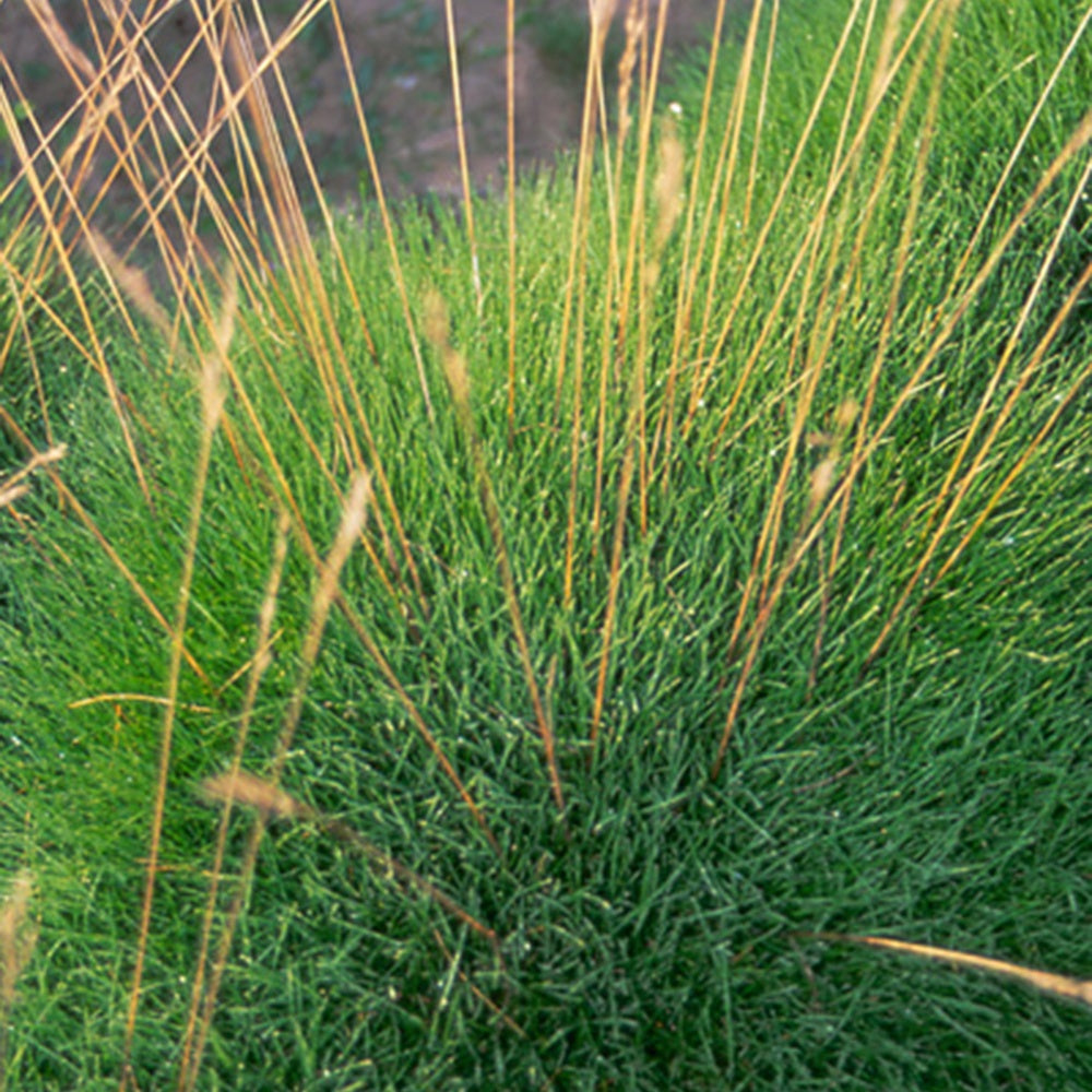 Fétuque crin d'ours - Festuca gautieri (scoparia) - Bakker