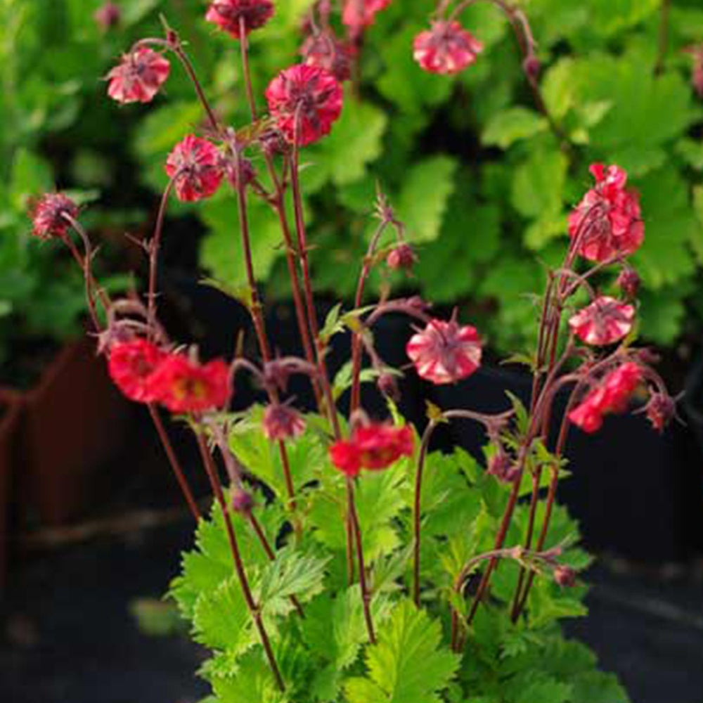 Benoîte Flames of Passion - Geum flames of passion ® - Bakker