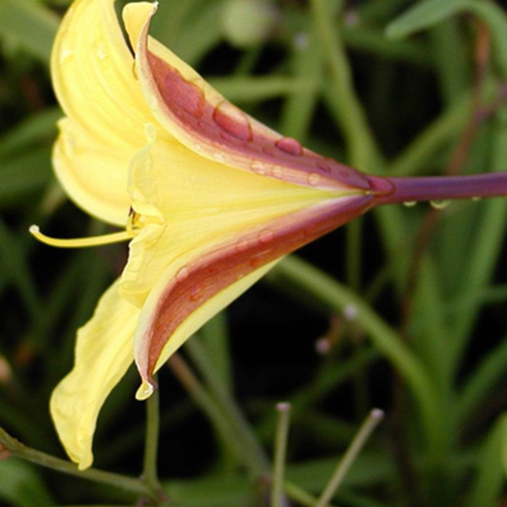 Hemerocallis corky - Hémérocalle Corky - Hémérocalle
