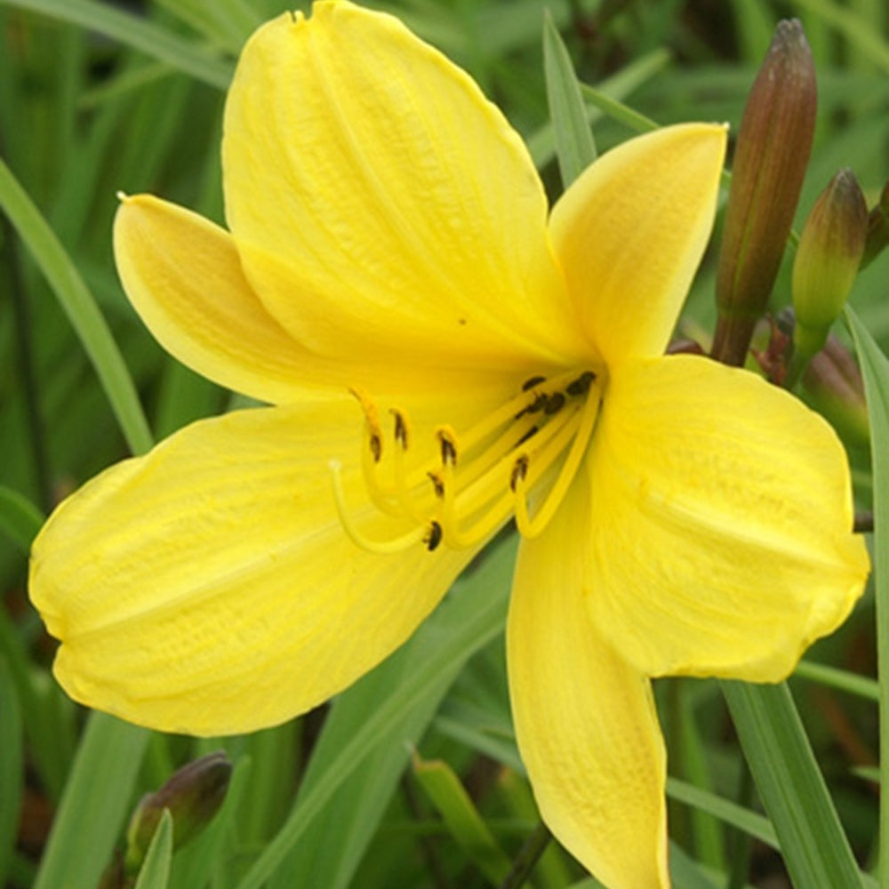 Hémérocalle Corky - Hemerocallis corky - Bakker