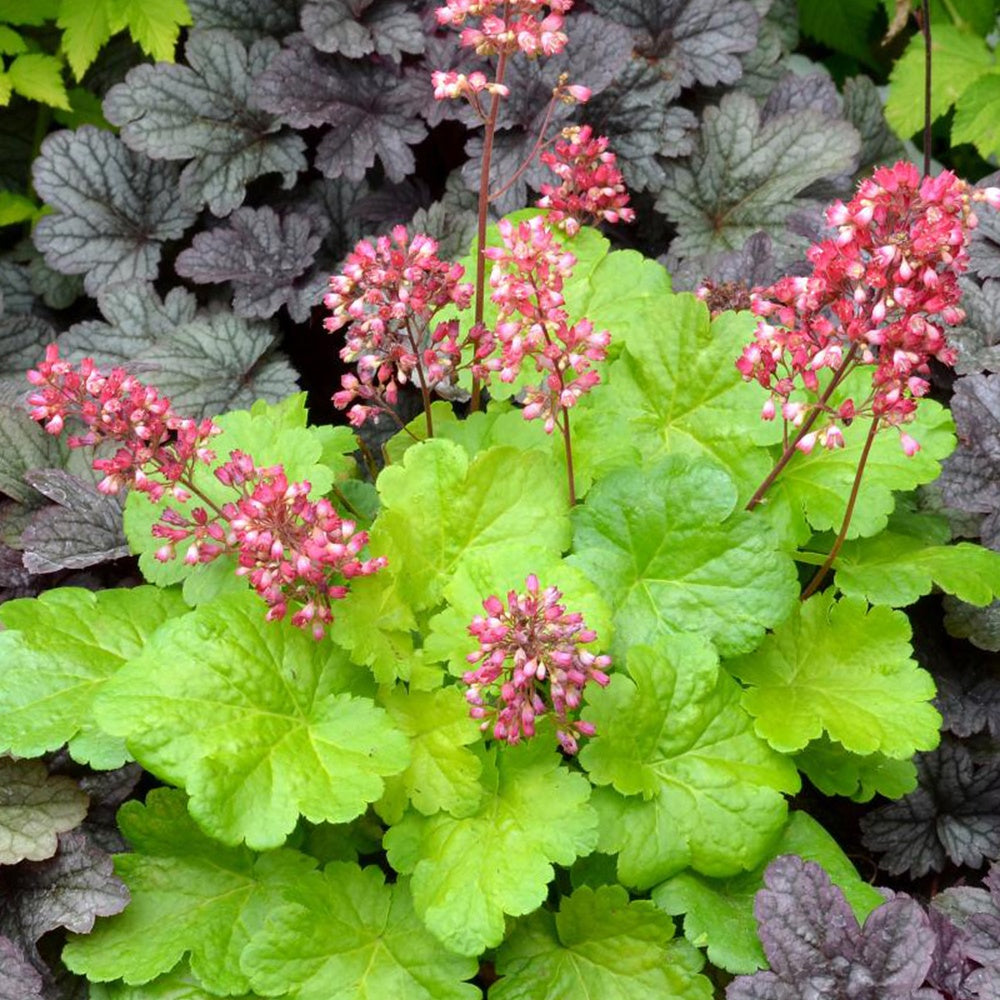 Heuchère Sweet Tart - Heuchera sweet tart - little cutie series - Bakker