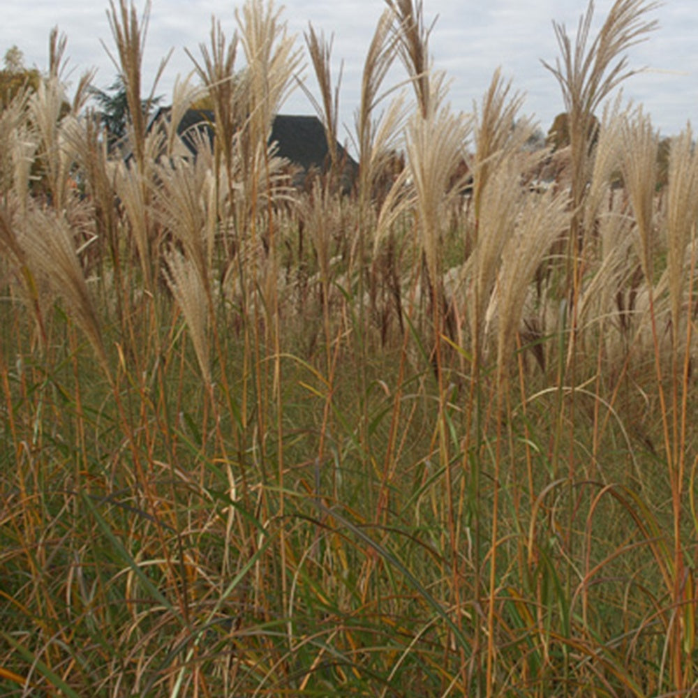 Miscanthus sinensis silberfeder - Eulalie Silberfeder - Eulalie - Miscanthus
